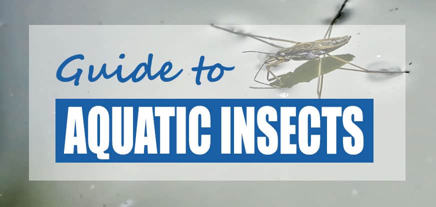 The World Of Aquatic Pests: Identification And Control The World Of Aquatic Pests: Identification And Control