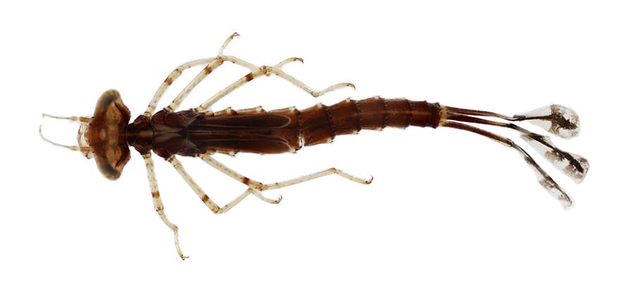 The World Of Aquatic Pests: Identification And Control The World Of Aquatic Pests: Identification And Control
