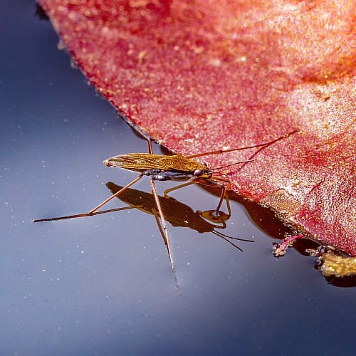 The World Of Aquatic Pests: Identification And Control The World Of Aquatic Pests: Identification And Control