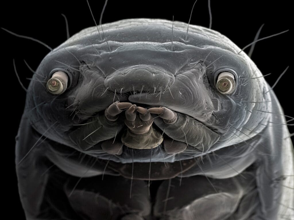 The World Of Microscopic Pests The World Of Microscopic Pests
