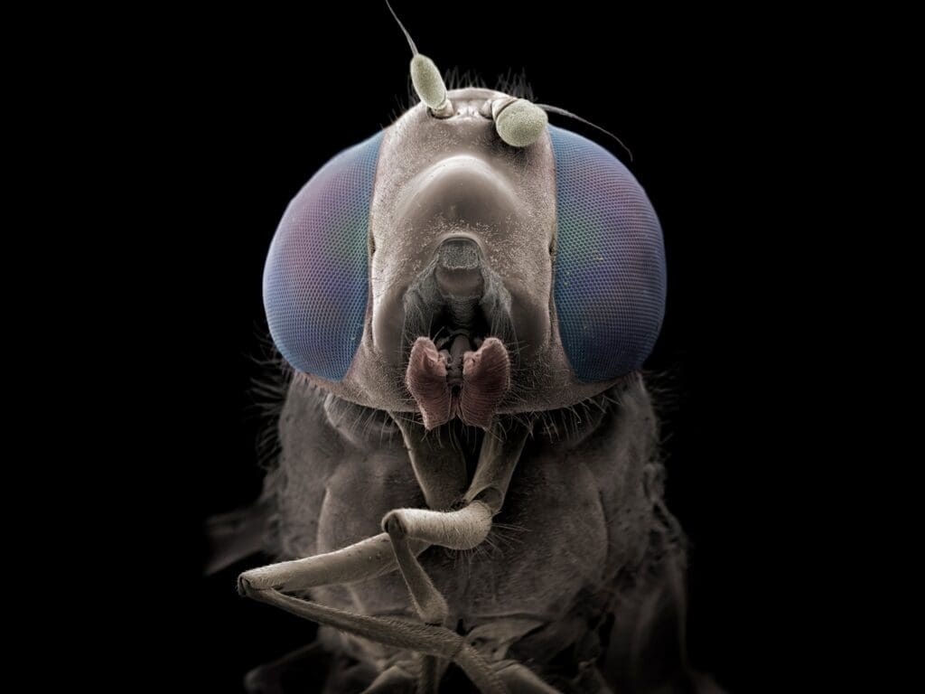 The World Of Microscopic Pests The World Of Microscopic Pests