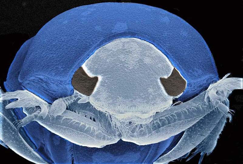 The World Of Microscopic Pests The World Of Microscopic Pests