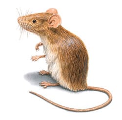 The World Of Rodents: Identification, Prevention, And Treatment The World Of Rodents: Identification, Prevention, And Treatment