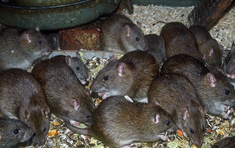The World Of Rodents: Identification, Prevention, And Treatment The World Of Rodents: Identification, Prevention, And Treatment