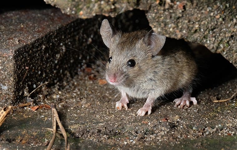 The World Of Rodents: Identification, Prevention, And Treatment The World Of Rodents: Identification, Prevention, And Treatment