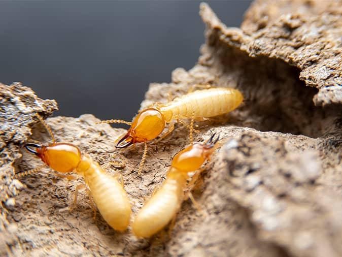 The World Of Termites: Understanding The Colony The World Of Termites: Understanding The Colony