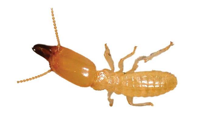 The World Of Termites: Understanding The Colony The World Of Termites: Understanding The Colony