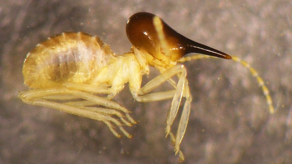 The World Of Termites: Understanding The Colony The World Of Termites: Understanding The Colony