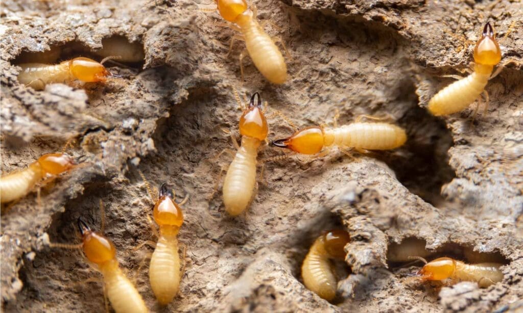 The World Of Termites: Understanding The Colony The World Of Termites: Understanding The Colony