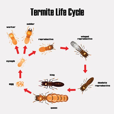 The World Of Termites: Understanding The Colony The World Of Termites: Understanding The Colony