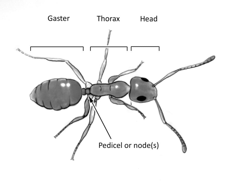 The World Of Tiny Ants: Identification And Control