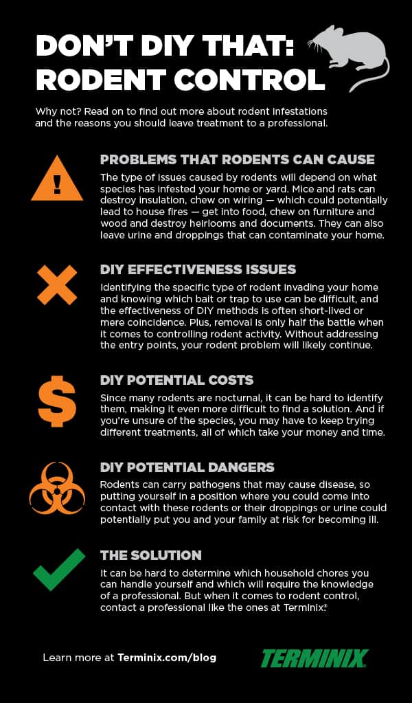 The Dangers Of DIY Pest Control: What You Should Know