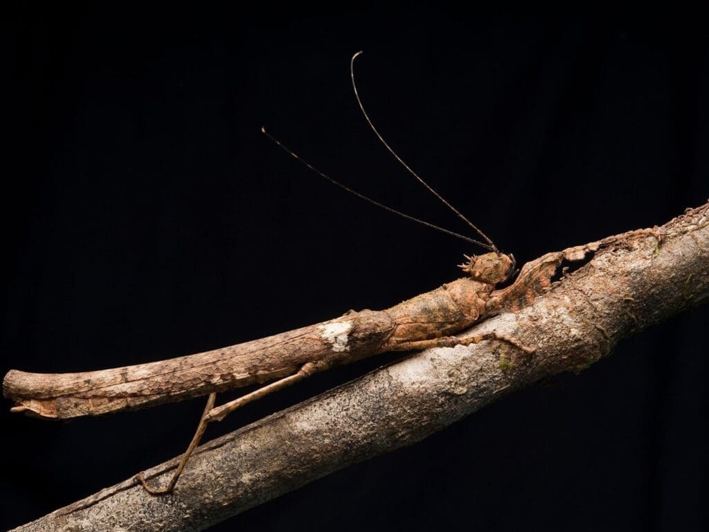 The Evolution Of Pests: How They Adapt And Thrive The Evolution Of Pests: How They Adapt And Thrive