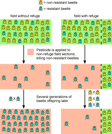 The Evolution Of Pests: How They Adapt And Thrive The Evolution Of Pests: How They Adapt And Thrive