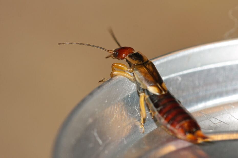 The Intricacies Of Earwig Behavior And Control | Pest Control'd