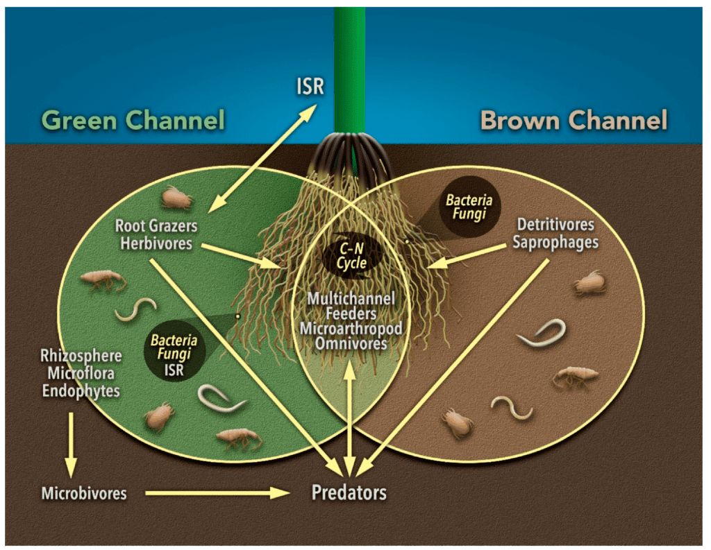 The Relationship Between Pests And Soil Health