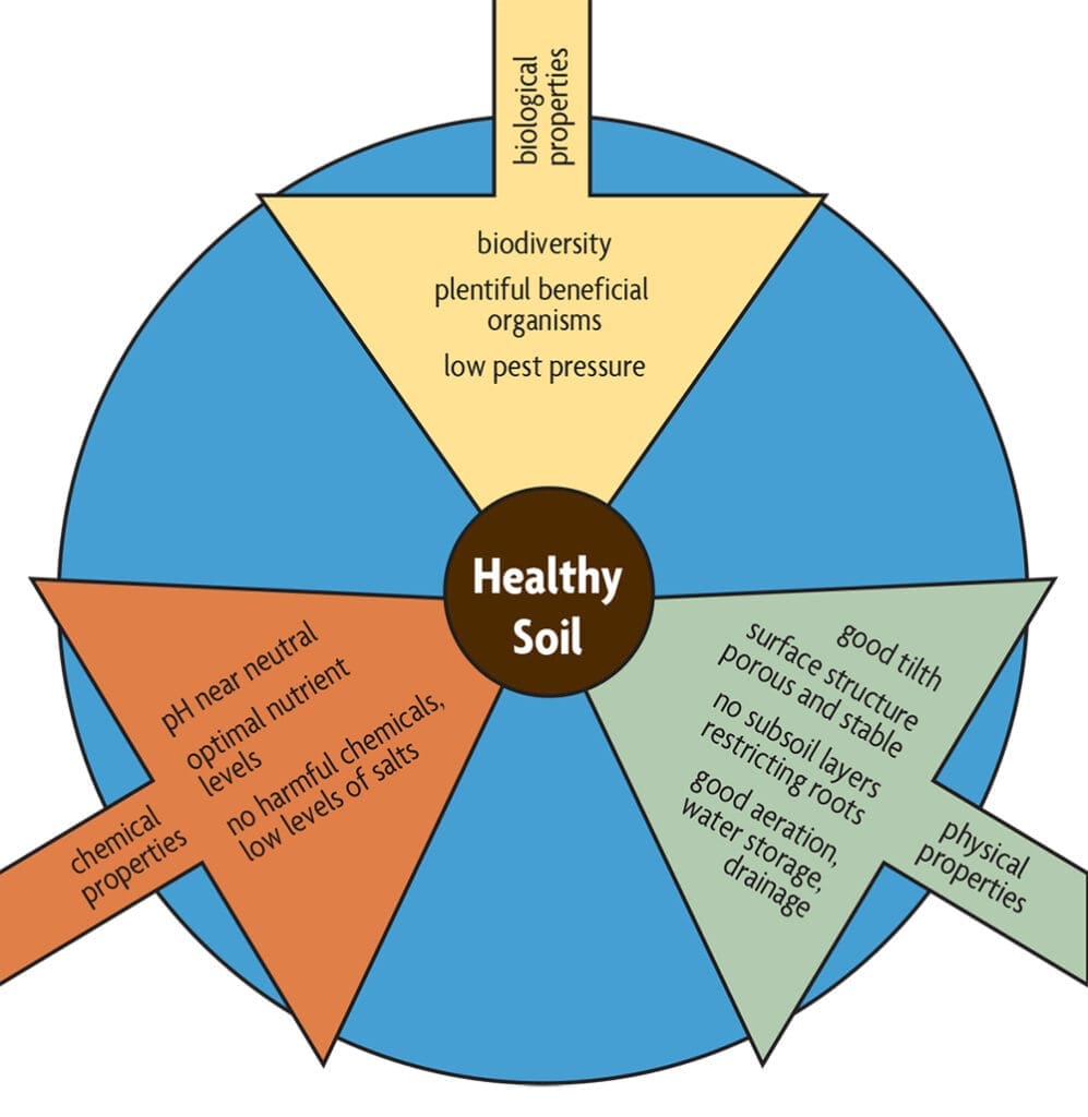 The Relationship Between Pests And Soil Health