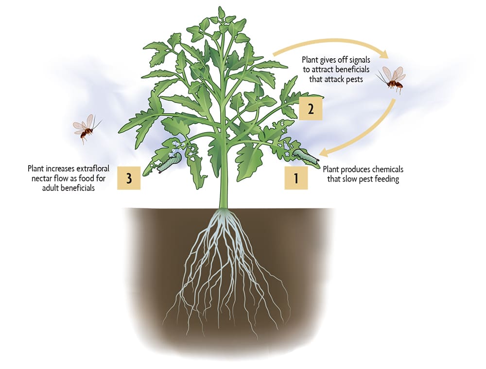 The Relationship Between Pests And Soil Health