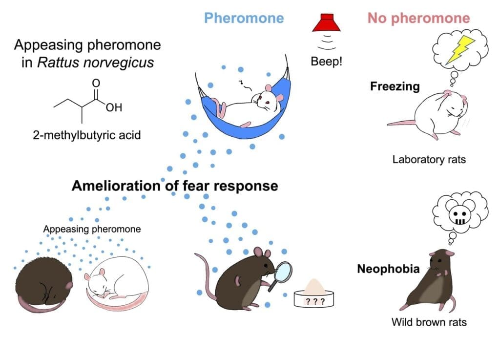 The Role Of Pheromones In Modern Pest Control