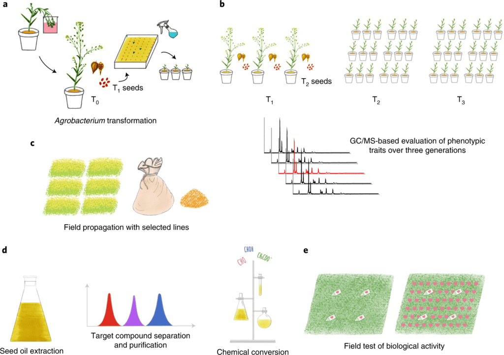 The Role Of Pheromones In Modern Pest Control