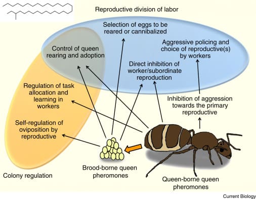 The Role Of Pheromones In Modern Pest Control