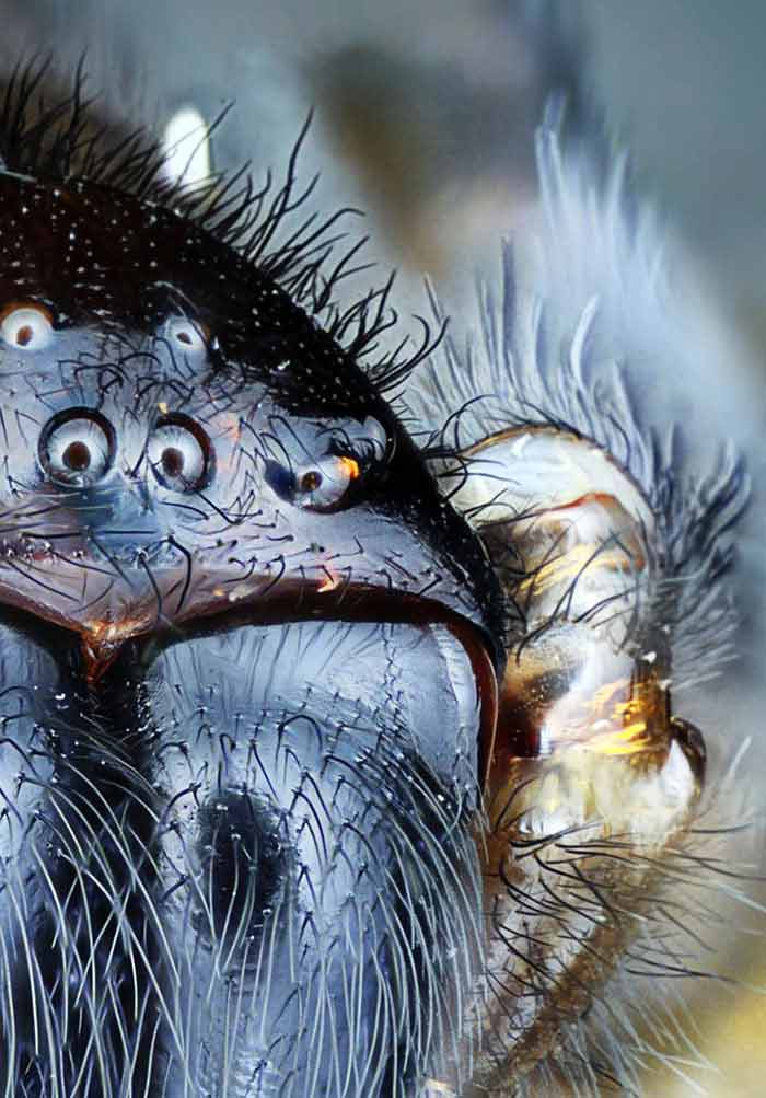 The Science Behind Insect Vision And How It Affects Pest Control The Science Behind Insect Vision And How It Affects Pest Control