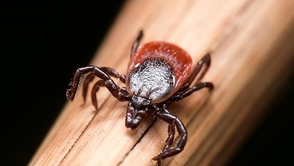 The Ultimate Guide To Tick Prevention And Treatment The Ultimate Guide To Tick Prevention And Treatment