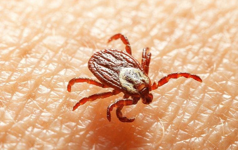 The Ultimate Guide To Tick Prevention And Treatment The Ultimate Guide To Tick Prevention And Treatment
