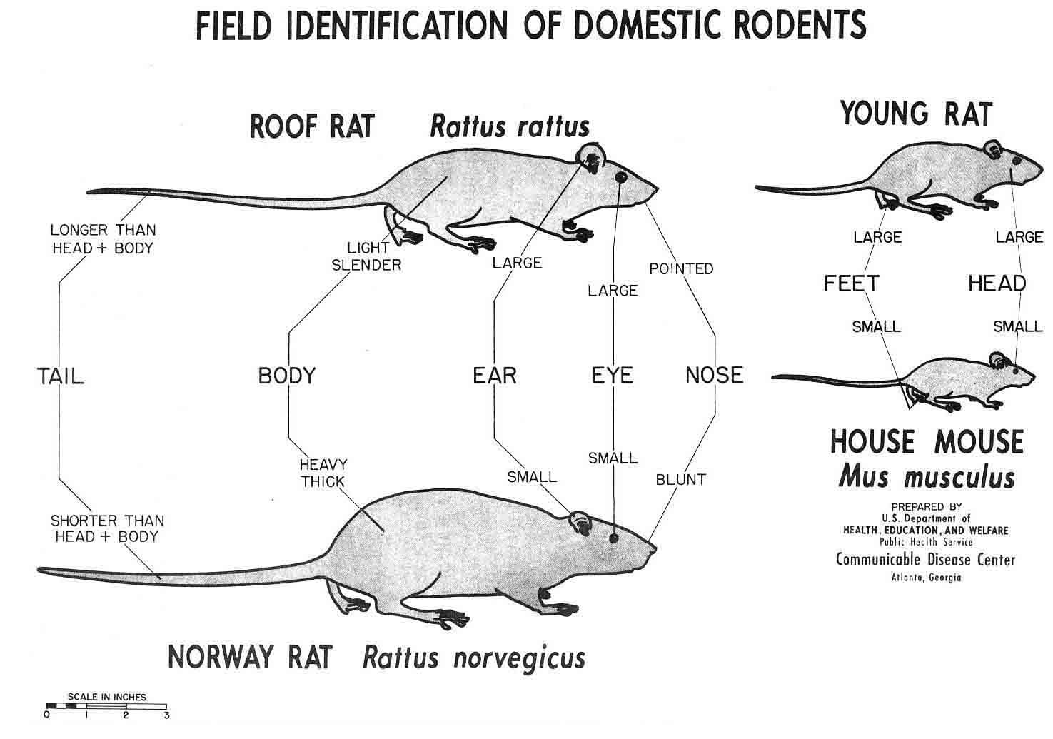 The World Of Rodents: Identification, Prevention, And Treatment | Pest ...